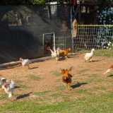 Poco pi� avanti, attraverso una piccola porticina, emergono dalla loro �abitazione� oche e galline che, attirate da un fischio di Valentina...